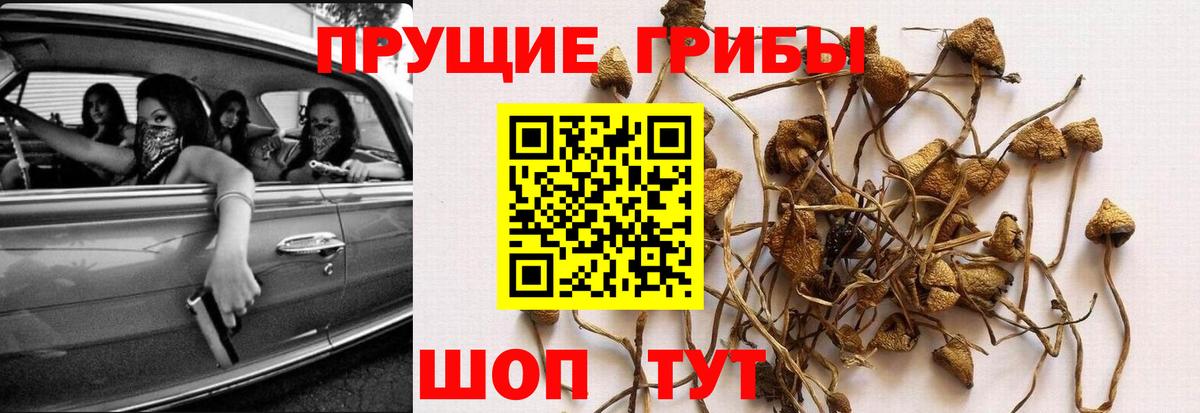 Галлюциногенные грибы Psilocybe Сертолово